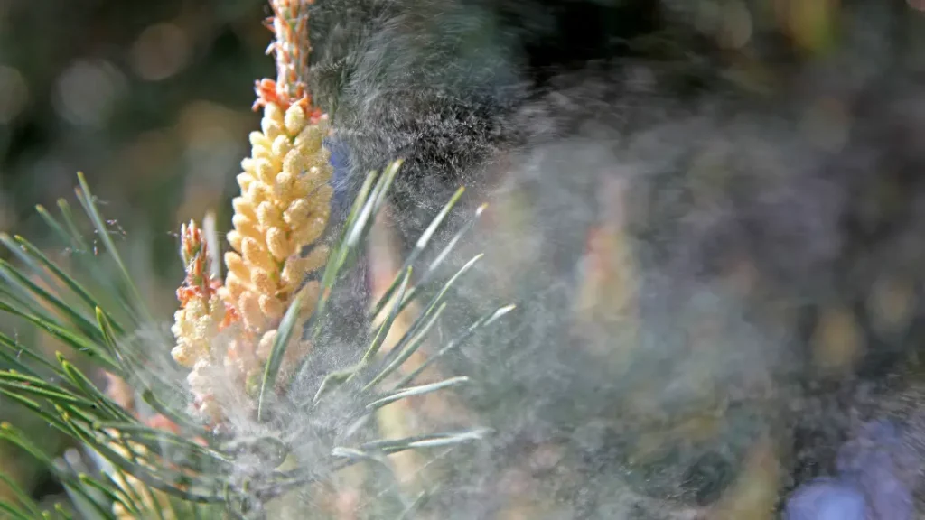 hay fever and pollen